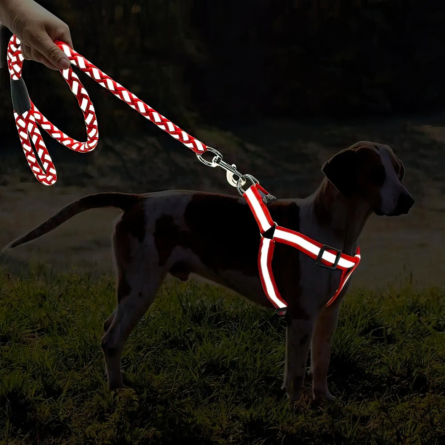 Reflective leash